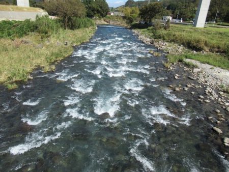 狩野川(狩野川漁業協同組合) 釣果
