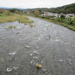 狩野川(狩野川漁業協同組合) 釣果