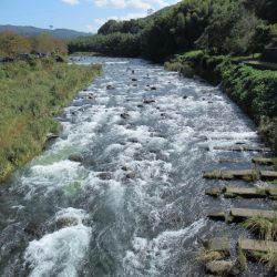 狩野川(狩野川漁業協同組合) 釣果