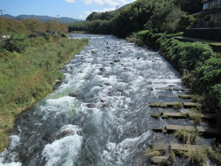 狩野川(狩野川漁業協同組合) 釣果