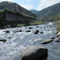狩野川(狩野川漁業協同組合) 釣果