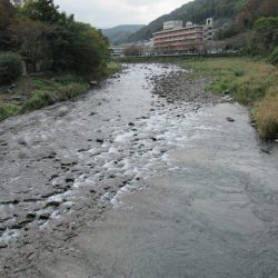 狩野川(狩野川漁業協同組合) 釣果
