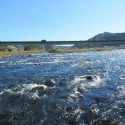 狩野川(狩野川漁業協同組合) 釣果