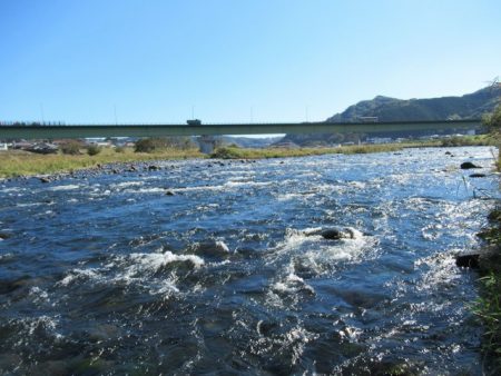 狩野川（狩野川漁業協同組合） 釣果