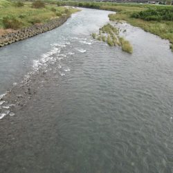 狩野川(狩野川漁業協同組合) 釣果