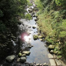 狩野川(狩野川漁業協同組合) 釣果