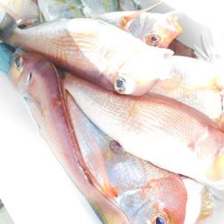 こうゆう丸 釣果