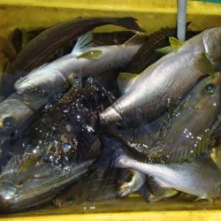 第二むつ漁丸 釣果