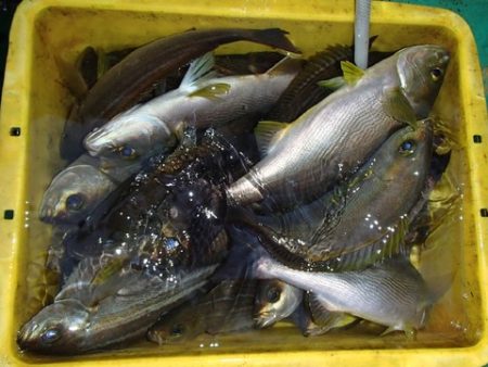 第二むつ漁丸 釣果