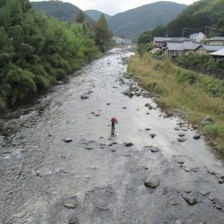狩野川(狩野川漁業協同組合) 釣果