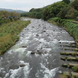 狩野川(狩野川漁業協同組合) 釣果