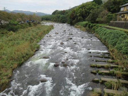 狩野川(狩野川漁業協同組合) 釣果