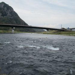 狩野川(狩野川漁業協同組合) 釣果