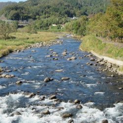 狩野川(狩野川漁業協同組合) 釣果