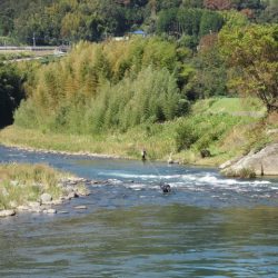 狩野川(狩野川漁業協同組合) 釣果