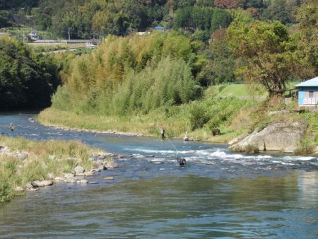 狩野川(狩野川漁業協同組合) 釣果