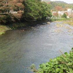 狩野川(狩野川漁業協同組合) 釣果