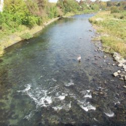 狩野川(狩野川漁業協同組合) 釣果