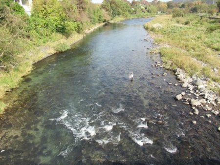 狩野川(狩野川漁業協同組合) 釣果