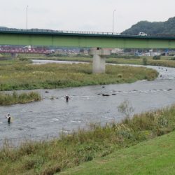 狩野川（狩野川漁業協同組合） 釣果