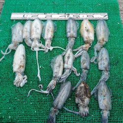 シードリーム 釣果