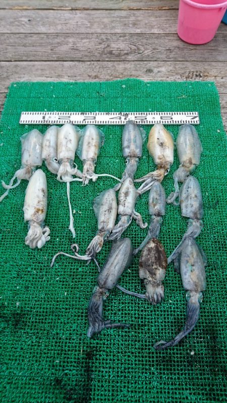 シードリーム 釣果