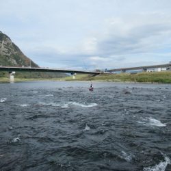 狩野川(狩野川漁業協同組合) 釣果