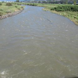 狩野川(狩野川漁業協同組合) 釣果