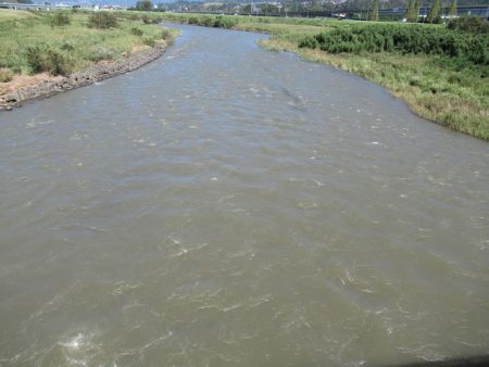 狩野川(狩野川漁業協同組合) 釣果