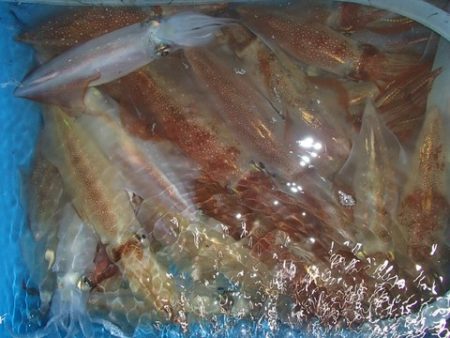 第二むつ漁丸 釣果