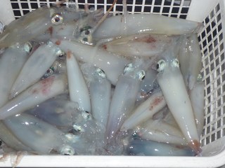松福丸 釣果