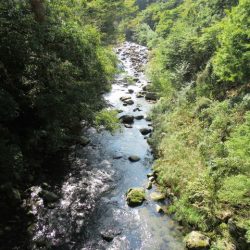 狩野川(狩野川漁業協同組合) 釣果