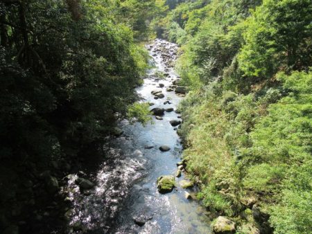 狩野川(狩野川漁業協同組合) 釣果