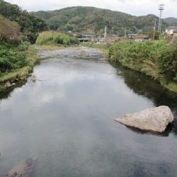 狩野川(狩野川漁業協同組合) 釣果