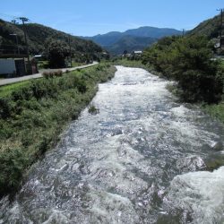 狩野川(狩野川漁業協同組合) 釣果