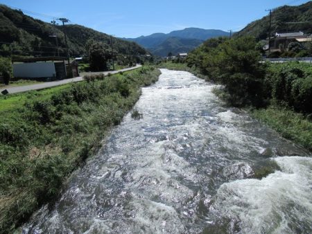 狩野川(狩野川漁業協同組合) 釣果