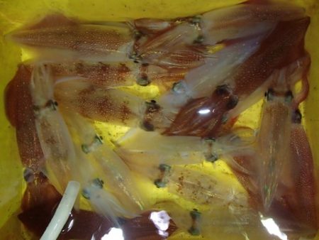 第二むつ漁丸 釣果