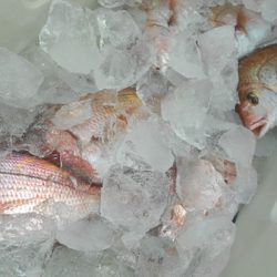 こうゆう丸 釣果