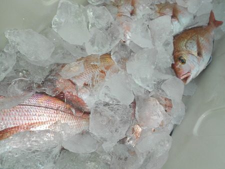 こうゆう丸 釣果