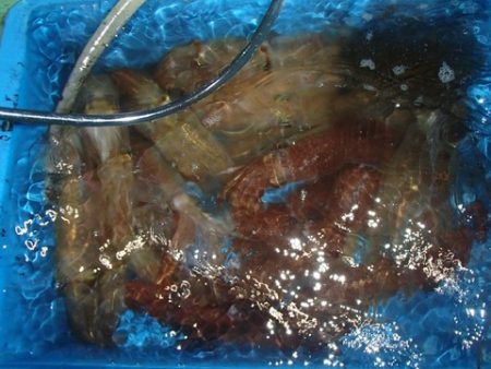 第二むつ漁丸 釣果