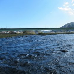 狩野川(狩野川漁業協同組合) 釣果