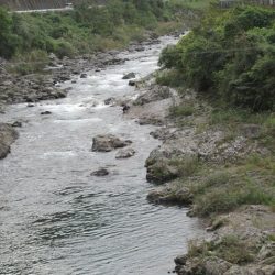 狩野川(狩野川漁業協同組合) 釣果