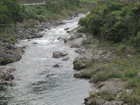 狩野川(狩野川漁業協同組合) 釣果