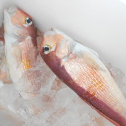 こうゆう丸 釣果