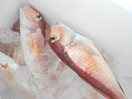 こうゆう丸 釣果