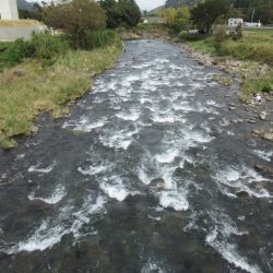 狩野川(狩野川漁業協同組合) 釣果