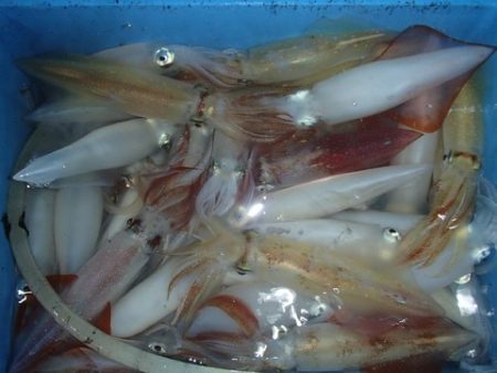 第二むつ漁丸 釣果