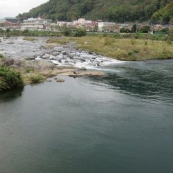 狩野川(狩野川漁業協同組合) 釣果