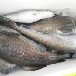 こうゆう丸 釣果