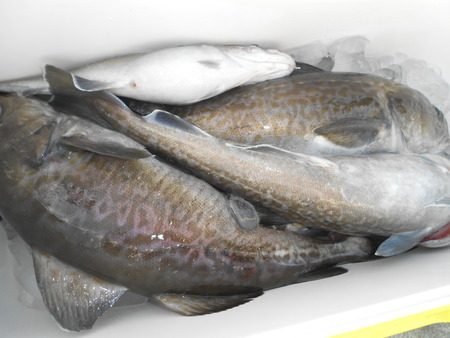 こうゆう丸 釣果